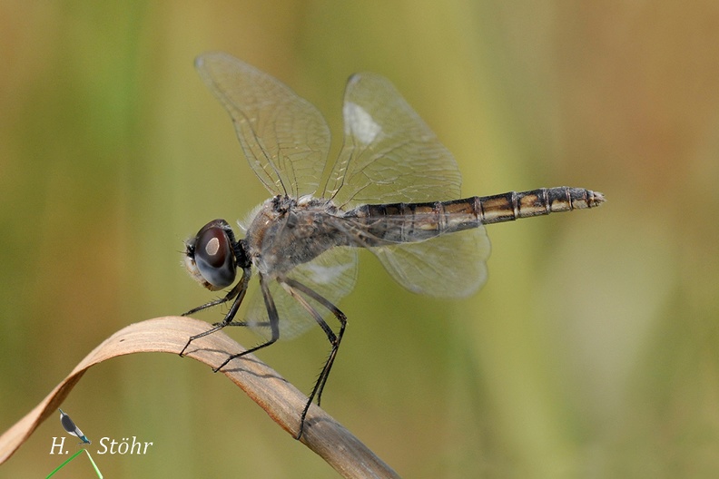 Schwarzer Baron (Selysiothemis nigra)